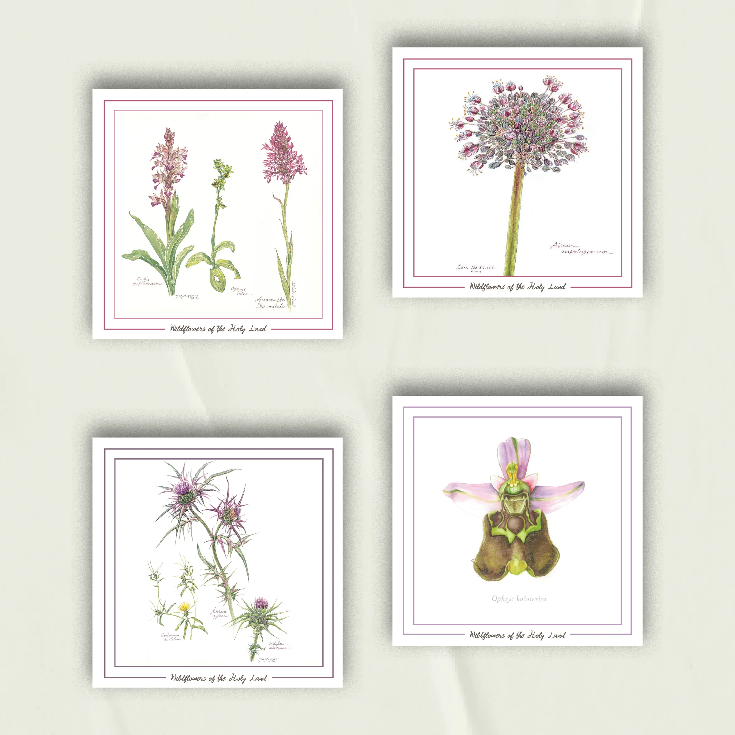 Palestinian Wildflowers | Set of 4 Greeting Cards in Pinks