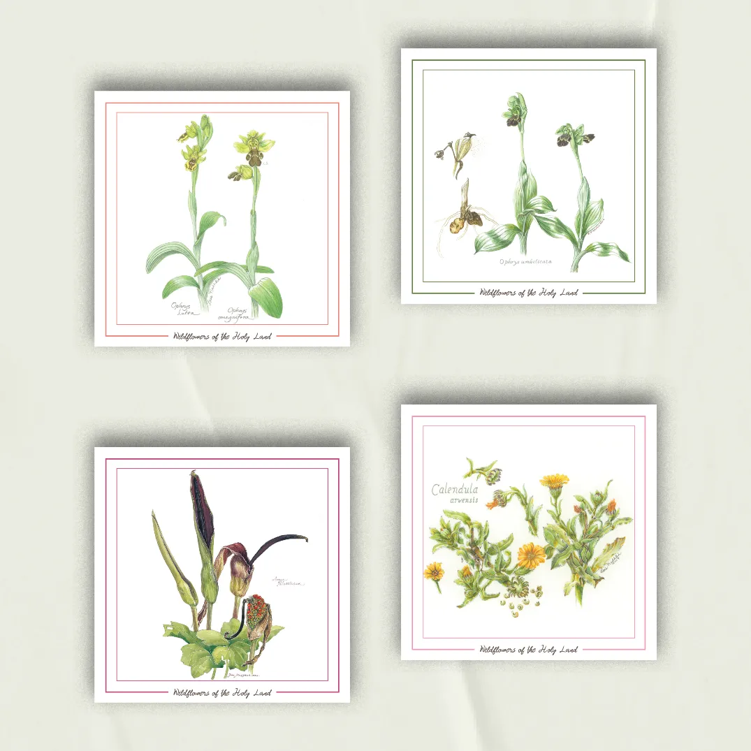 Wildflowers Notecards from Palestine | Set of 4 Greeting Cards in Browns